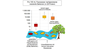 Grafik: Nachweis von resistenten Umweltbakterien im Vergleich zu den potentiellen Pathogenen und Fäkalindikatoren mit Resistenzen 