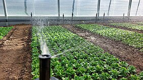 Bewässerung von Pflanzen mit Nutzwasser