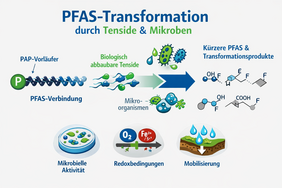 Schematische Darstellung der PFAS‑Transformation