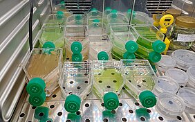 Kultivierung von Cyanobakterien im Labor